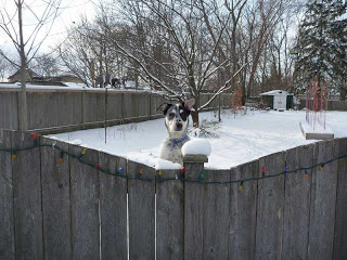 dog