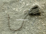 crinoid