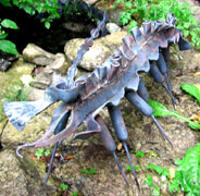 Hallucigenia