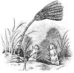 fossil