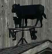 cows