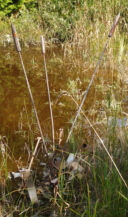rushes